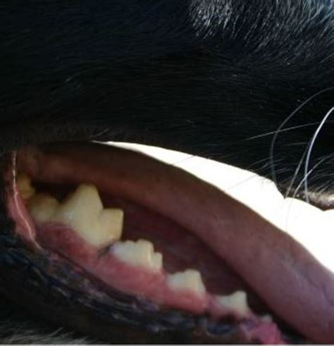 Help My Dog Has Enlarged Swollen Gums Dogs Health Problems