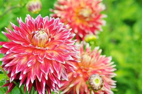 How To Grow And Care For Dahlia Plants