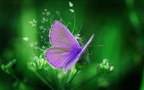 73 Purple Butterfly Backgrounds On Wallpapersafari