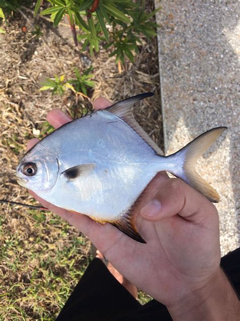 Florida Pompano Or Permit Rwhatsthisfish
