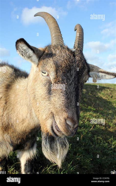 Billy Goat With Horns Hi Res Stock Photography And Images Alamy