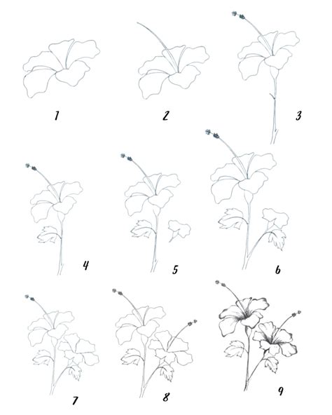 7 Hibiscus Flower Drawing Step By Step For Beginners Drawwiki