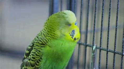 Disco The Talking Budgie Outtakes Pets Wild At Heart Youtube