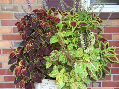Coleus My Go To Summer Plant Gorgeous Color And Loves The Sun