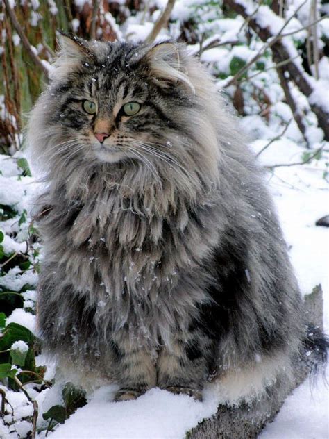 Norwegian Forest Cat Aww