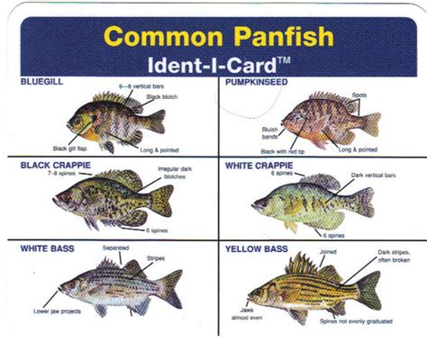 Panfish Species Chart