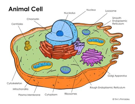 Animal Cell Diagram Pdf Etsy