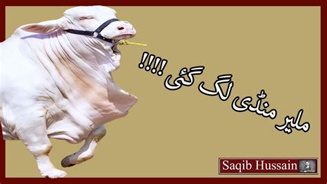 Liyari Bakra Mandi Latest Update Liyari Mandi Saqib Hussain