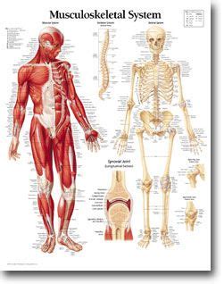 Our bones, muscles, and joints form our musculoskeletal system and enable us to do everyday physical activities. Musculoskeletal system - Muscles, bones, and joints ...