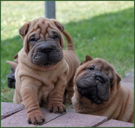 Pin By Kaye Smith On Snuggly Shar Pei 2 Shar Pei Dog Fluffy Puppies
