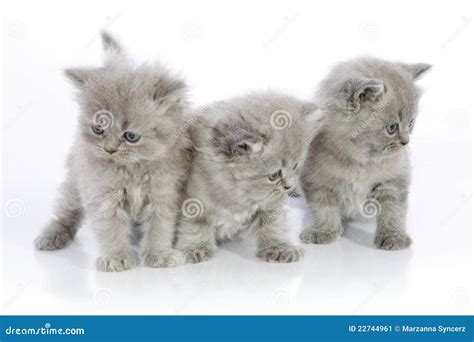 Three Cute Kittens Stock Image Image 22744961