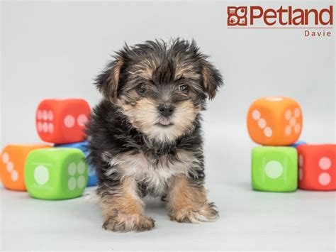 Morkie puppies are inherently happy, loyal and strive to please their owners. Petland Florida has Morkie puppies for sale! Interested in finding out more about this breed ...