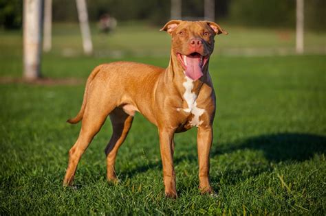 Red Nose Pit Bull Terrier