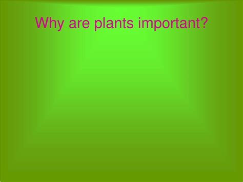 Ppt Plant Parts Powerpoint Presentation Free Download Id2911514