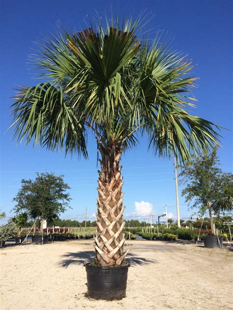 Sabal Palmetto Sabal Palm Zone 8 H 30 40ft S 5ft Cold Hardy Palm