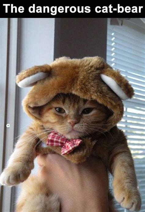 Funny Cat In A Bear Costume Pictures Photos And Images For Facebook