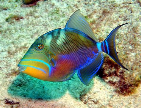 Queen Triggerfish Fishes World Hd Images And Free Photos