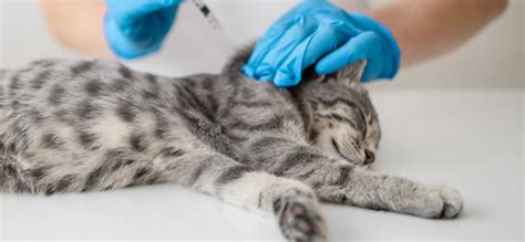 Vaccinating Your Pet Victoria Vets