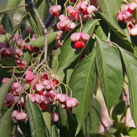 Buy Pink Lady Winterberry Euonymus Bungeana 10 Seeds Online Seeds
