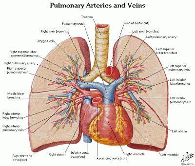 Vestibular anatomy and neurophysiology online course: Lungs and Heart Diagram Labeled LHD01 | Anatomia corpo ...