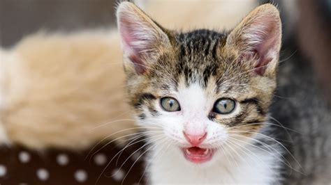 Chaton Qui Vient De Naitre Miaule - Mon chat est-il muet? | Conseils vétérinaire