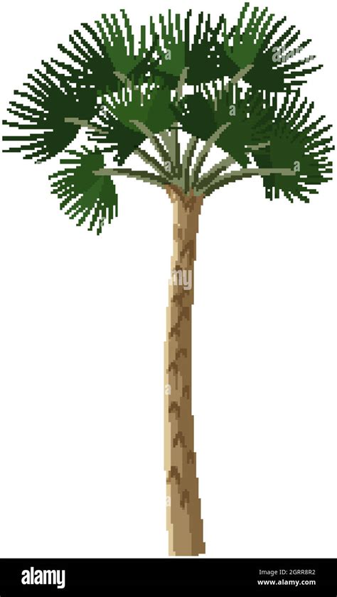 Single Rainforest Tree Isolated On White Background Stock Vector Image