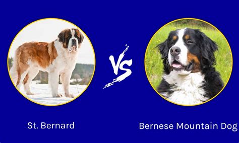 St Bernard Vs Bernese Mountain Dog What Are 8 Key Differences