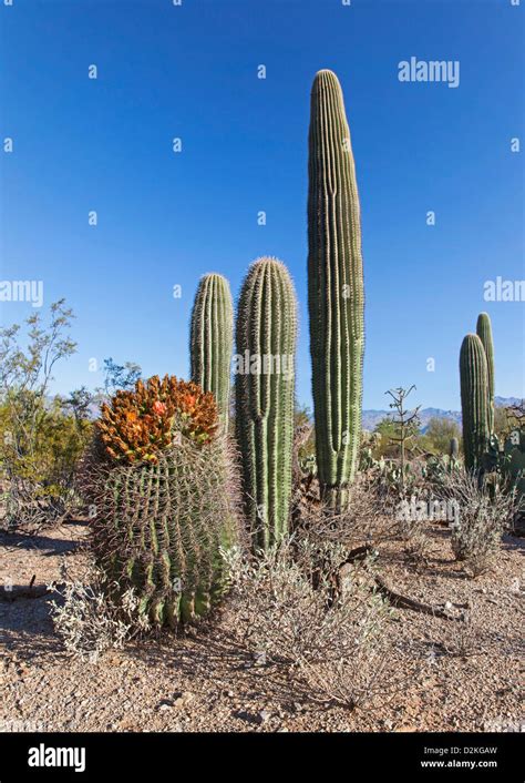 Tall Cacti Hi Res Stock Photography And Images Alamy