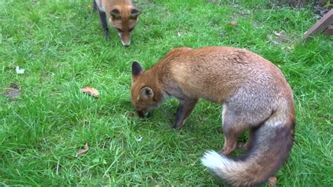 Juvenile Foxes Mating Youtube