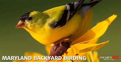 Maryland Backyard Birding Sneades Ace Home Centers