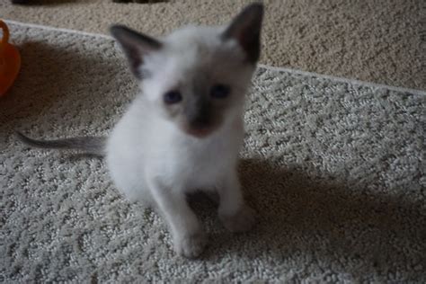 Siamese kittens for sale nj. Siamese Cats For Sale | Elizabethtown, PA #249571