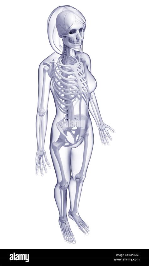 Female Skeleton Artwork Stock Photo Alamy
