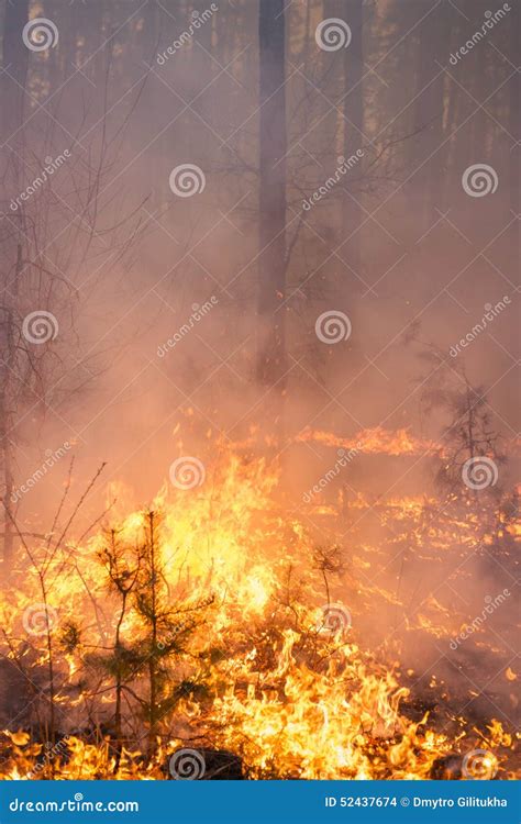 Forest Fire In Pine Stand Stock Photo Image Of Climate 52437674