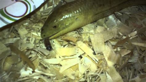 Feeding My Pet Legless Lizards Also Known As Sheltopusik Youtube
