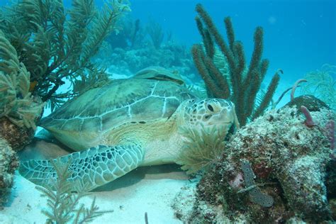The Green Turtle Is One Of The Largest Sea Turtles And The