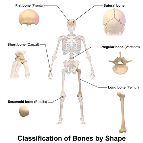 114 Structure Of Bone Human Biology