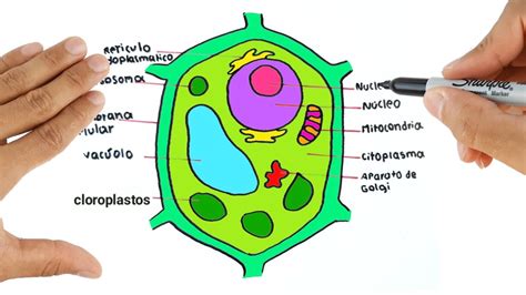 motor metálico Descripción celula vegetal sus partes y funciones aplausos puenting motivo