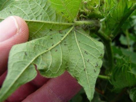 Management And Control Of Sucking Pests And White Fly In Cotton