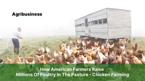 How American Farmers Raise Millions Of Poultry In The Pasture Chicken Farming Agribusiness