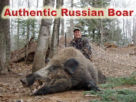 Russian Boar In North America