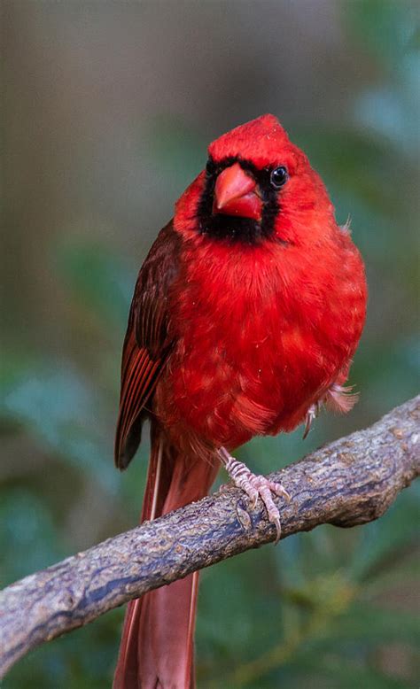 Red Bird Photograph By Jeff Donald