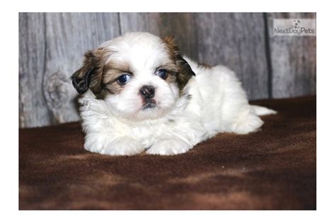 See more ideas about shih tzu puppy, shih tzu, puppies. Oakley: Shih Tzu puppy for sale near Sioux City, Iowa. | 051ae866-3a21