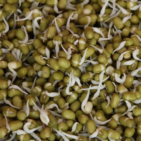 Mung Bean Sprouts Nutrition And Health Benefits Healthier Steps