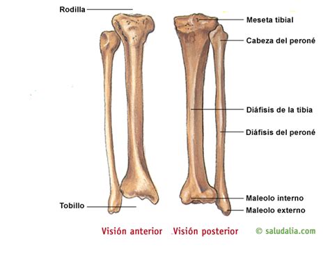Huesos Del Cuerpo Humano Huesos Del Miembro Inferior