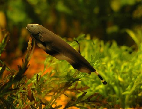 Black Ghost Knifefish Apteronotus Albifrons Flickr