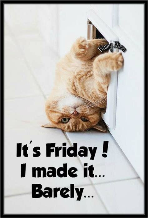 You Survived The Week Happy Friday I Hope Its A Good One Cats