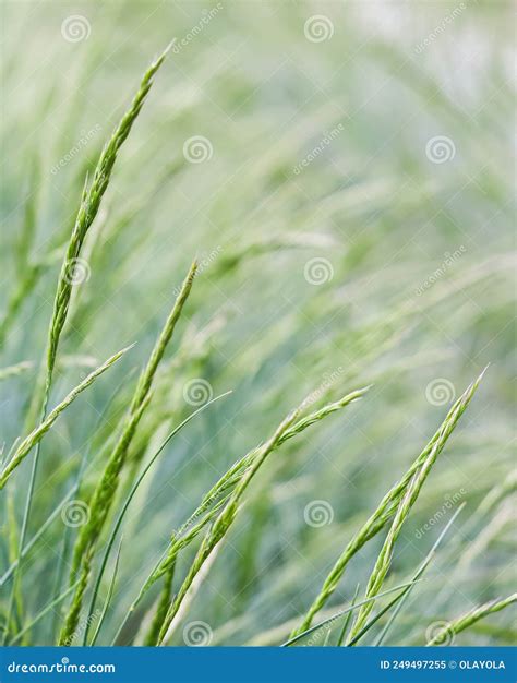 Background From Decorative Grass Blue Fescue Spikelets Of Festuca