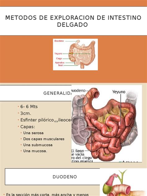 Intestino Delgado Pdf Endoscopia Órgano Anatomía