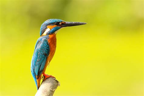 Kingfisher Free Stock Photo Public Domain Pictures