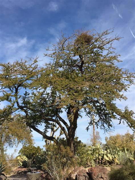 Twisted Acacia Tree Arizona Sporty Logbook Photo Gallery